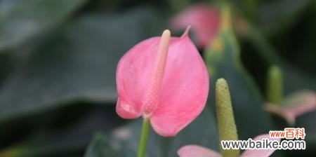 中国文化中的“吉祥之掌” 探秘粉掌的代表意义