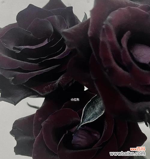 探寻黑色玫瑰的世界，解读它的深意 黑色玫瑰的花语与文化意义