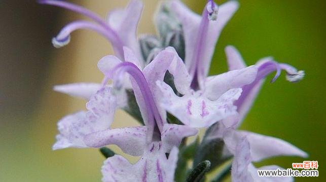 探究迷迭香的含义、传说及其意义 迷迭香花语与传说