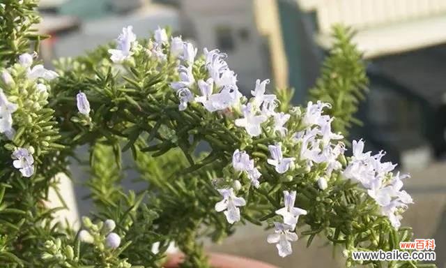 探究迷迭香的含义、传说及其意义 迷迭香花语与传说