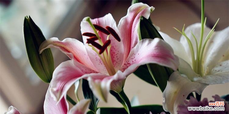 探寻花海中淡雅而真挚的情感 粉百合的花语