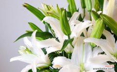 探寻花海中淡雅而真挚的情感 粉百合的花语