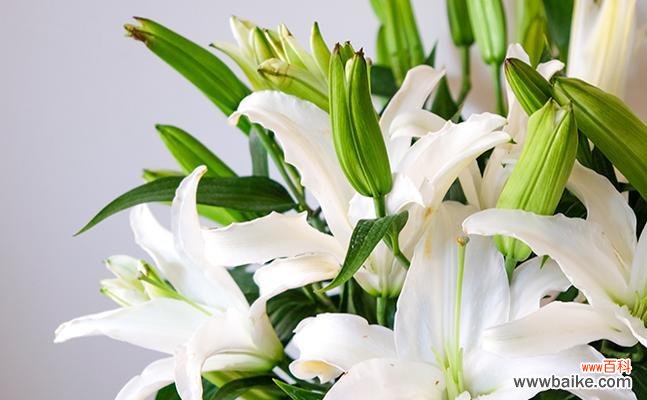 探寻花海中淡雅而真挚的情感 粉百合的花语