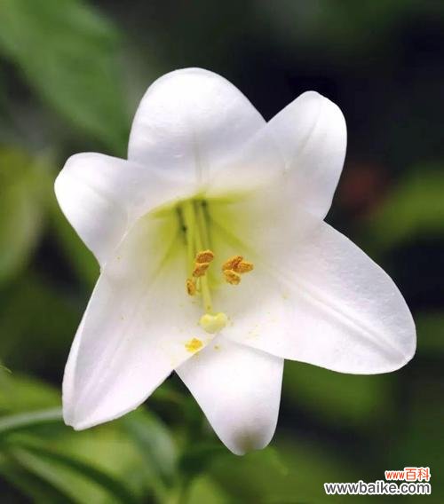 探寻花海中淡雅而真挚的情感 粉百合的花语