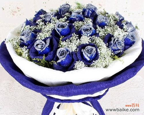 妖艳的蓝色之美 解读蓝色妖姬——玫瑰花的意义与象征