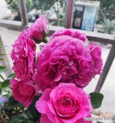 红玫瑰和白玫瑰送媳妇有何含义？