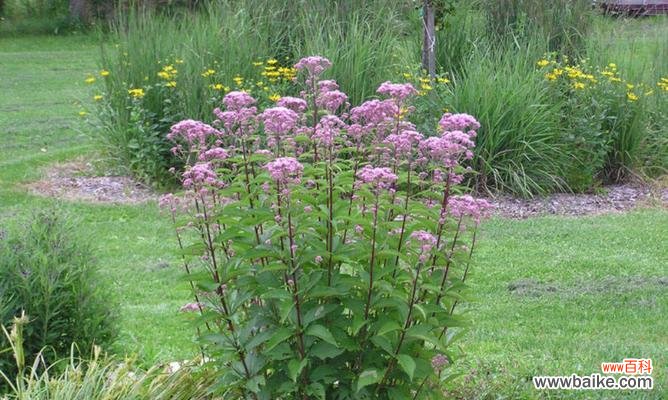 芊泽花的花语有何寓意?