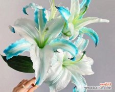 纯百合花束意义和寓意是什么？百合花束的象征意义是什么？