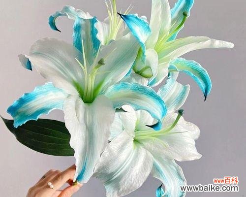 纯百合花束意义和寓意是什么？百合花束的象征意义是什么？