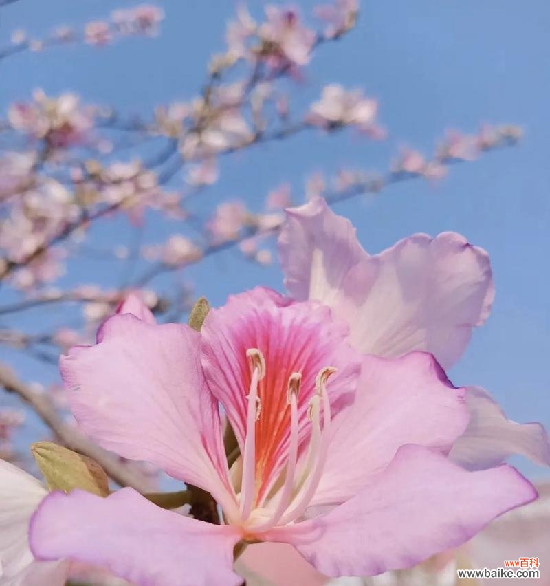 哪种花的花语代表“遗”?