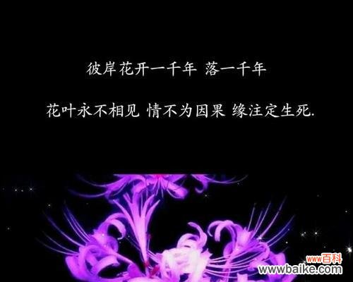 哪种花的花语代表“遗”?