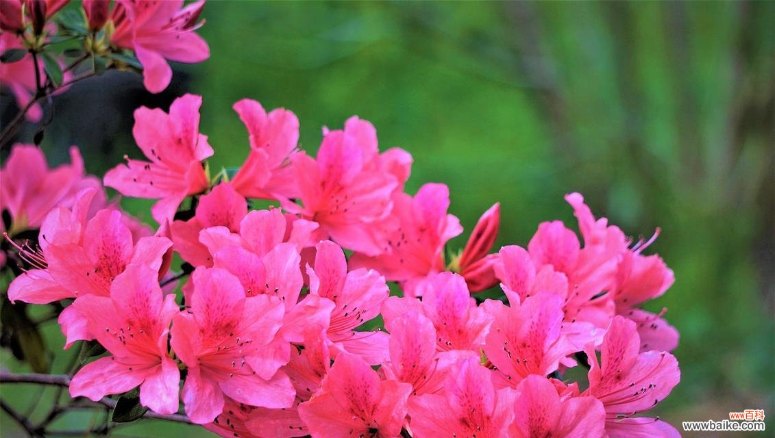 杜鹃花的花语是什么？杜鹃花的寓意有哪些？