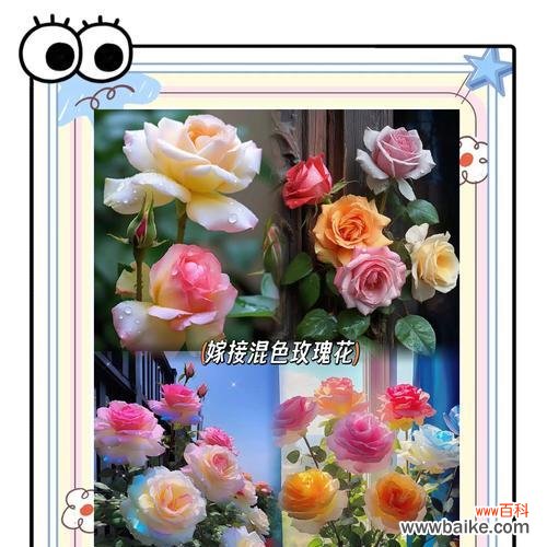 玫瑰花没有开花是什么意思？未开花的玫瑰花有何寓意？