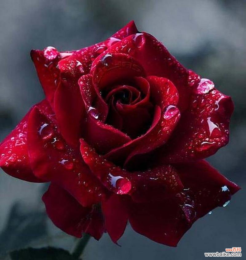 玫瑰花没有开花是什么意思？未开花的玫瑰花有何寓意？