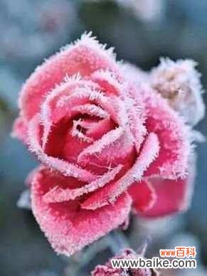 花卉雪是什么意思？花卉雪的寓意是什么？