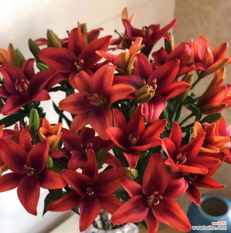 百合花通常代表什么意义？它在不同场合有何不同寓意？