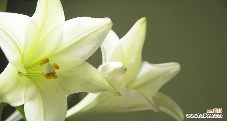 百合花通常代表什么意义？它在不同场合有何不同寓意？