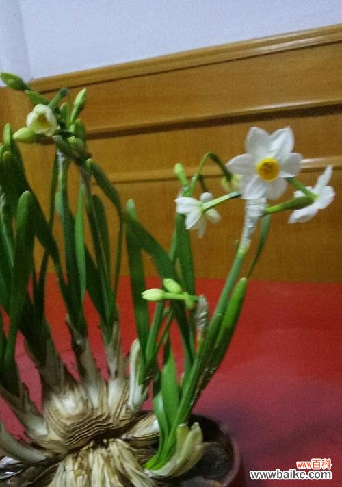 了解水仙花的花语和寓意，送给合适的人群 送水仙花，传递美好祝福