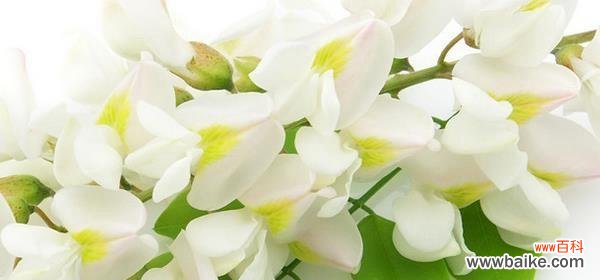 探寻黄槐花的神秘花语与文化底蕴 黄槐花的花语