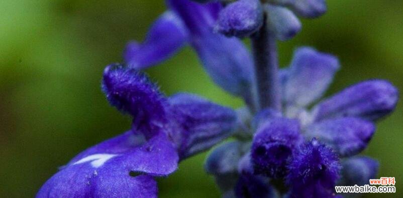 揭开薰衣草背后的花语意义 薰衣草的花语