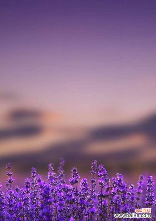 揭开薰衣草背后的花语意义 薰衣草的花语