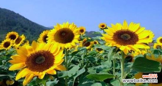 探究向日葵所代表的情感与象征 向日葵花语的含义