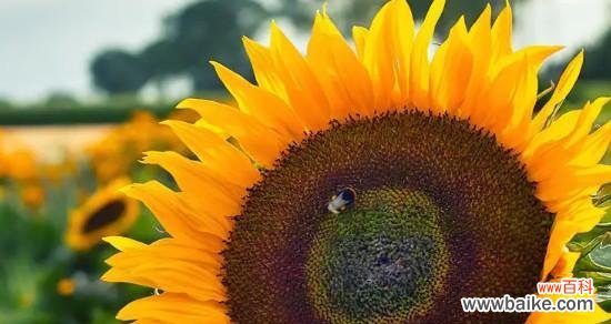 探究向日葵所代表的情感与象征 向日葵花语的含义