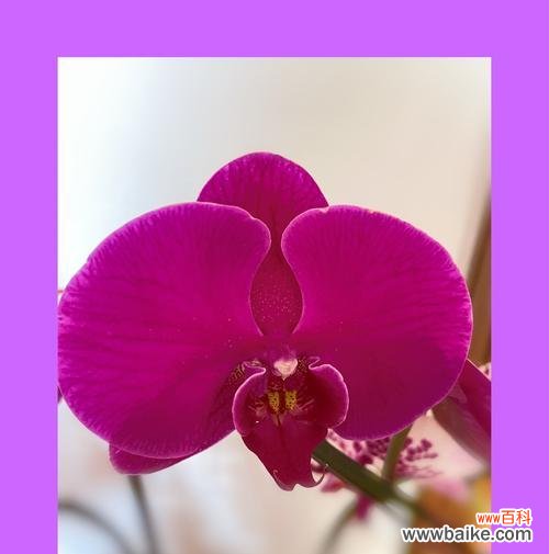 解读蝴蝶兰代表的意义 蝴蝶兰花的寓意与象征