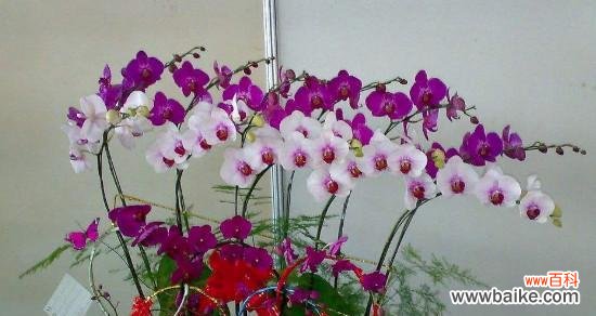 解读蝴蝶兰代表的意义 蝴蝶兰花的寓意与象征