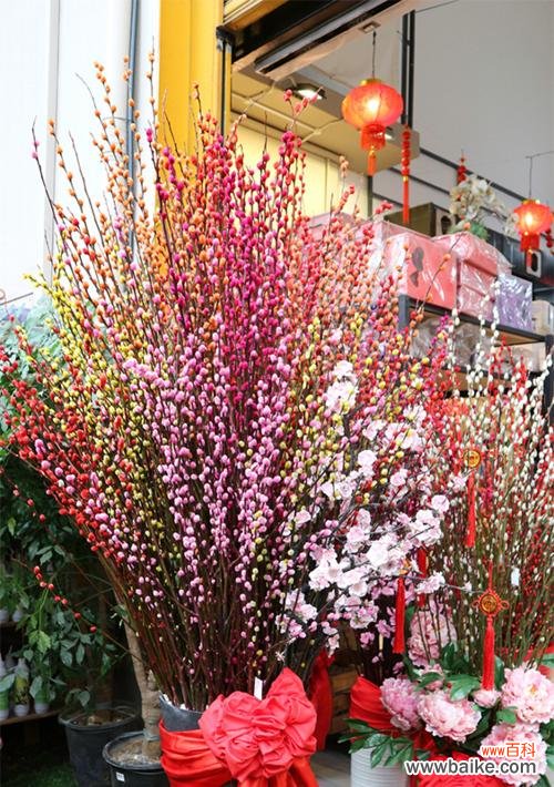 探寻银柳的内涵与价值 银柳的花语和寓意