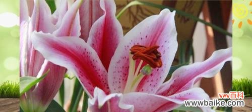 爱情、美丽与祝福 粉百合的花语