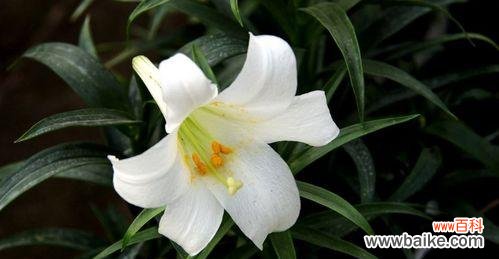 解析百合花语背后的人生哲理 探寻百合花语的深层含义