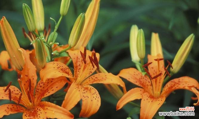 解析百合花语背后的人生哲理 探寻百合花语的深层含义