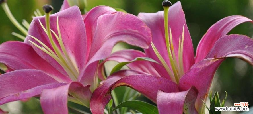 解析百合花语背后的人生哲理 探寻百合花语的深层含义