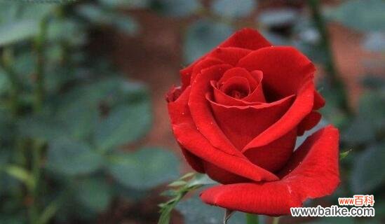 表达爱意的最佳选择 红玫瑰花语——爱情的宣言