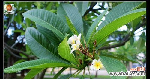 一朵寓意丰富的花——鸡蛋花 鸡蛋花花语