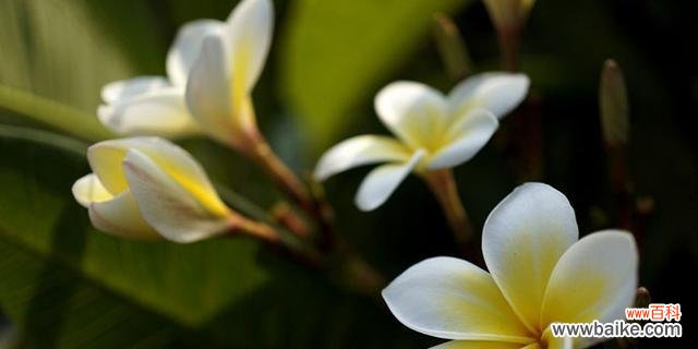 一朵寓意丰富的花——鸡蛋花 鸡蛋花花语