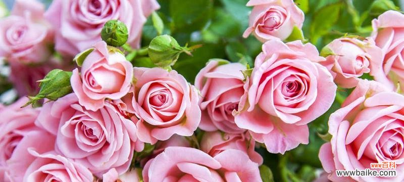 探寻玫瑰花的情感符号与美丽内涵 玫瑰花的寓意与象征意义