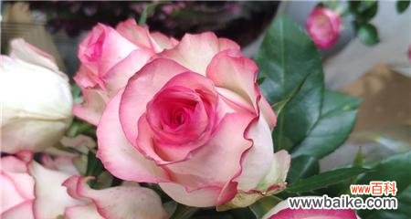 从红到蓝 玫瑰花颜色的寓意与意义