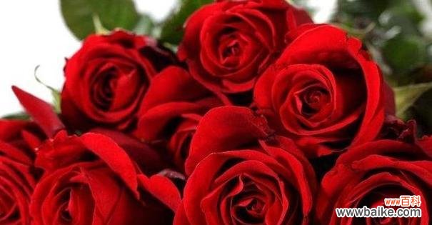 频繁送女友玫瑰花的含义是什么?