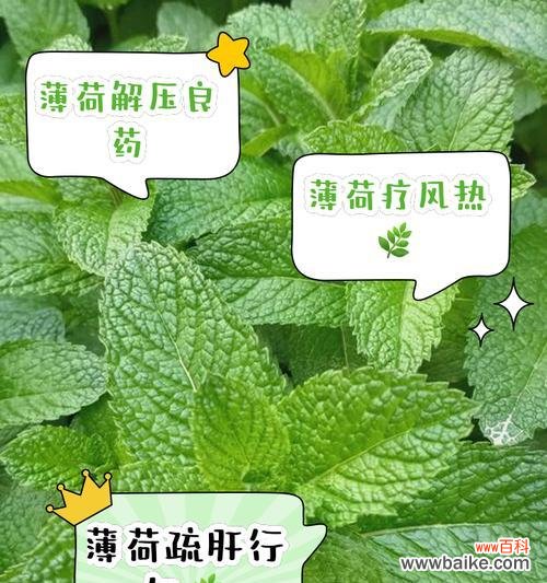 薄荷花语代表什么含义？