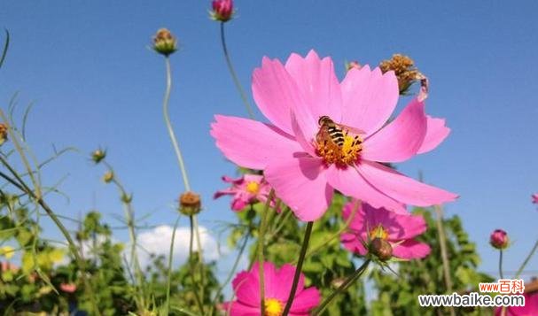 格桑花的花语是什么?它象征着什么样的情感?