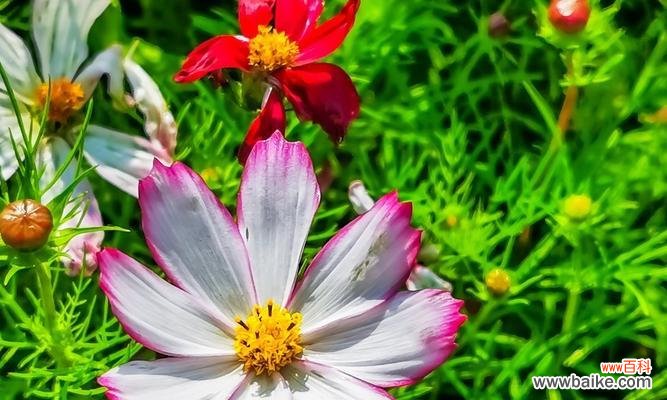 格桑花的花语是什么?它象征着什么样的情感?