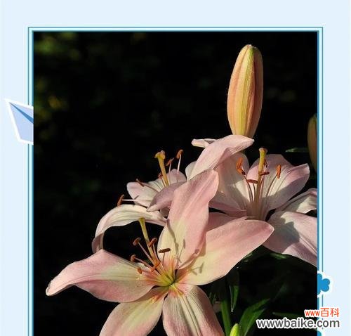 百合花通常象征着什么？