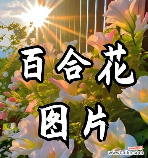 百合花通常象征着什么？