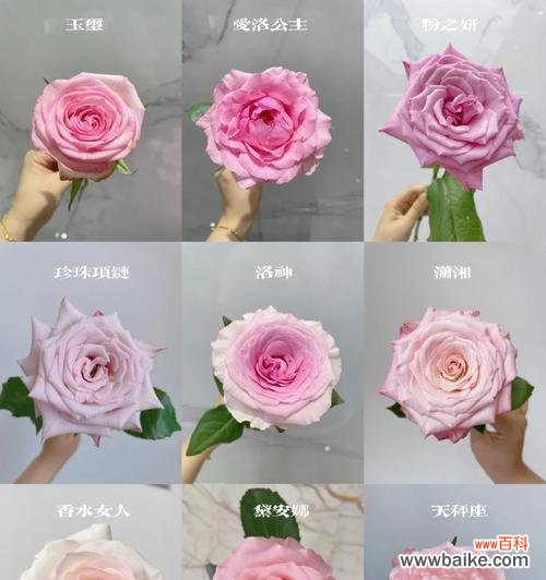 粉色玫瑰代表什么含义?为何它会让你心动?