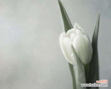 传递纯洁与祝福的象征 白色郁金香的花语