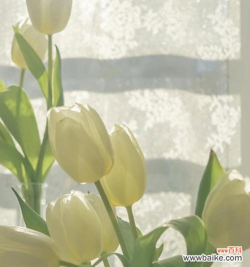 传递纯洁与祝福的象征 白色郁金香的花语