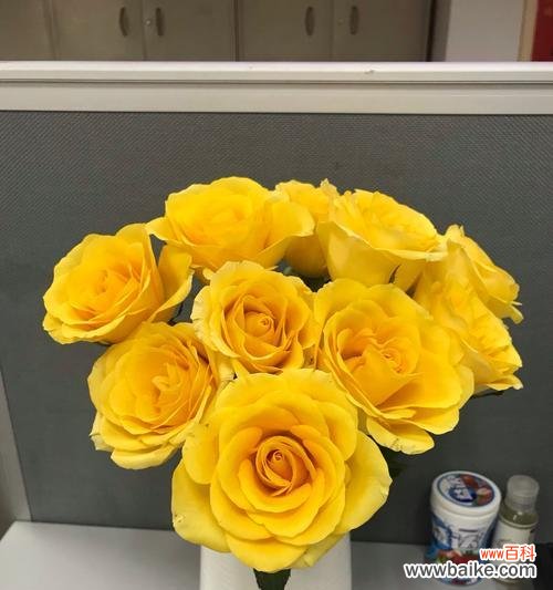 花语解析及文化涵义 黄玫瑰的代表意义