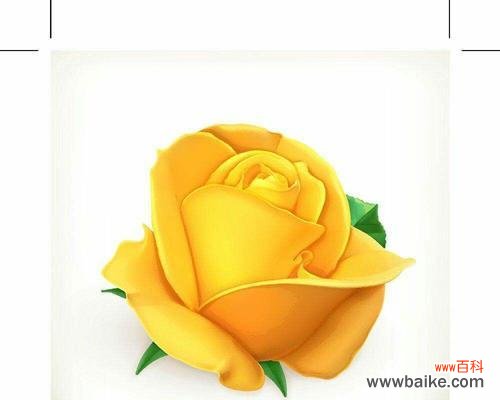 花语解析及文化涵义 黄玫瑰的代表意义